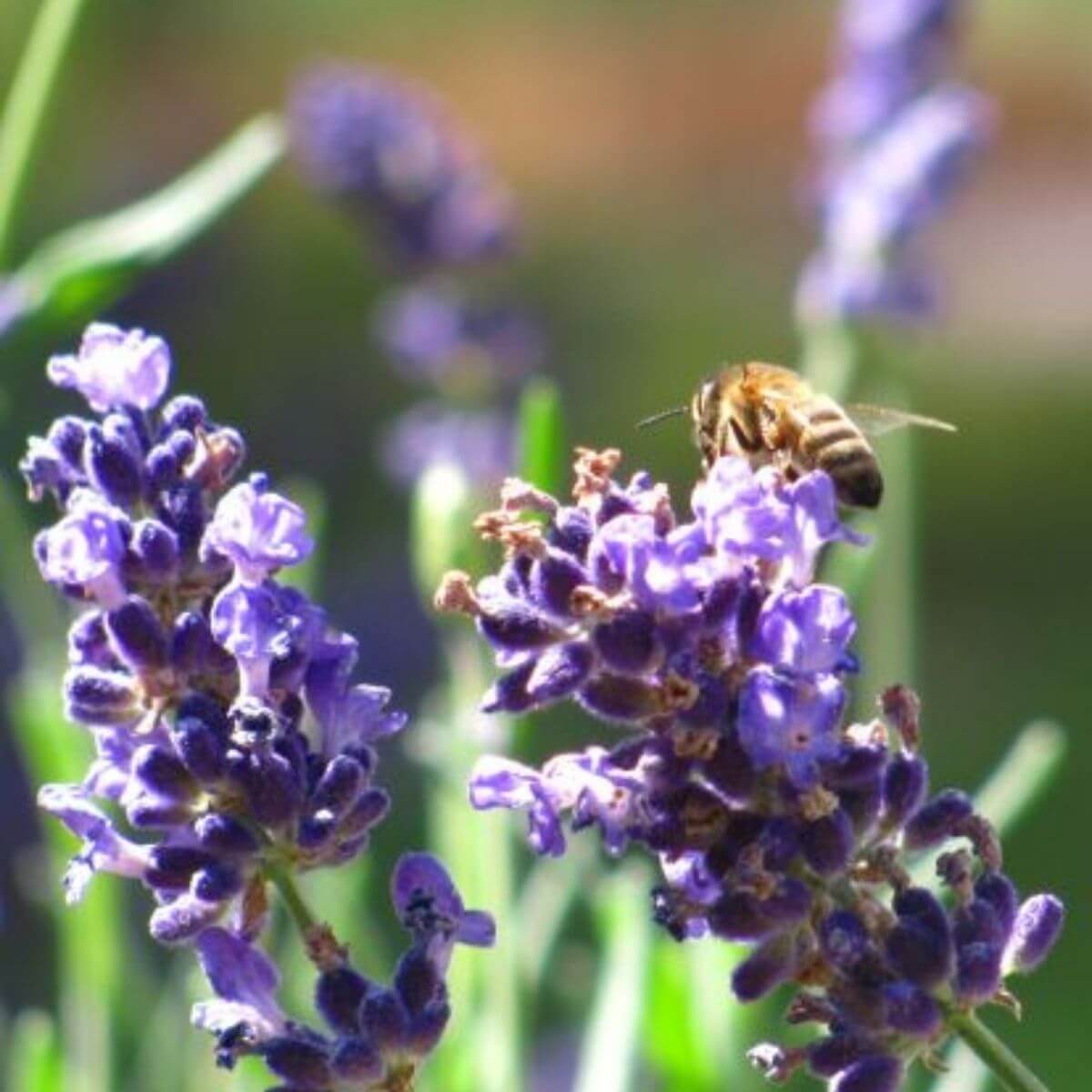 lavender with honey bee
