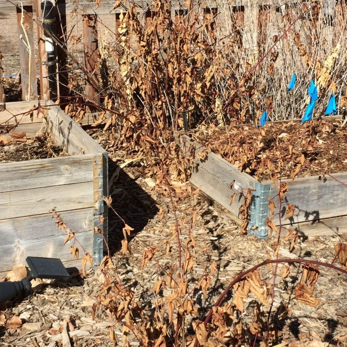 2 pallet collar raised garden beds one with two stacked, one with a single pallet collar both with dried plants inside in a mulch bed