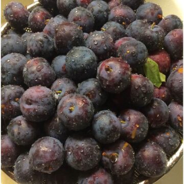 silver bowl full of freshly picked plums with water droplets all over.