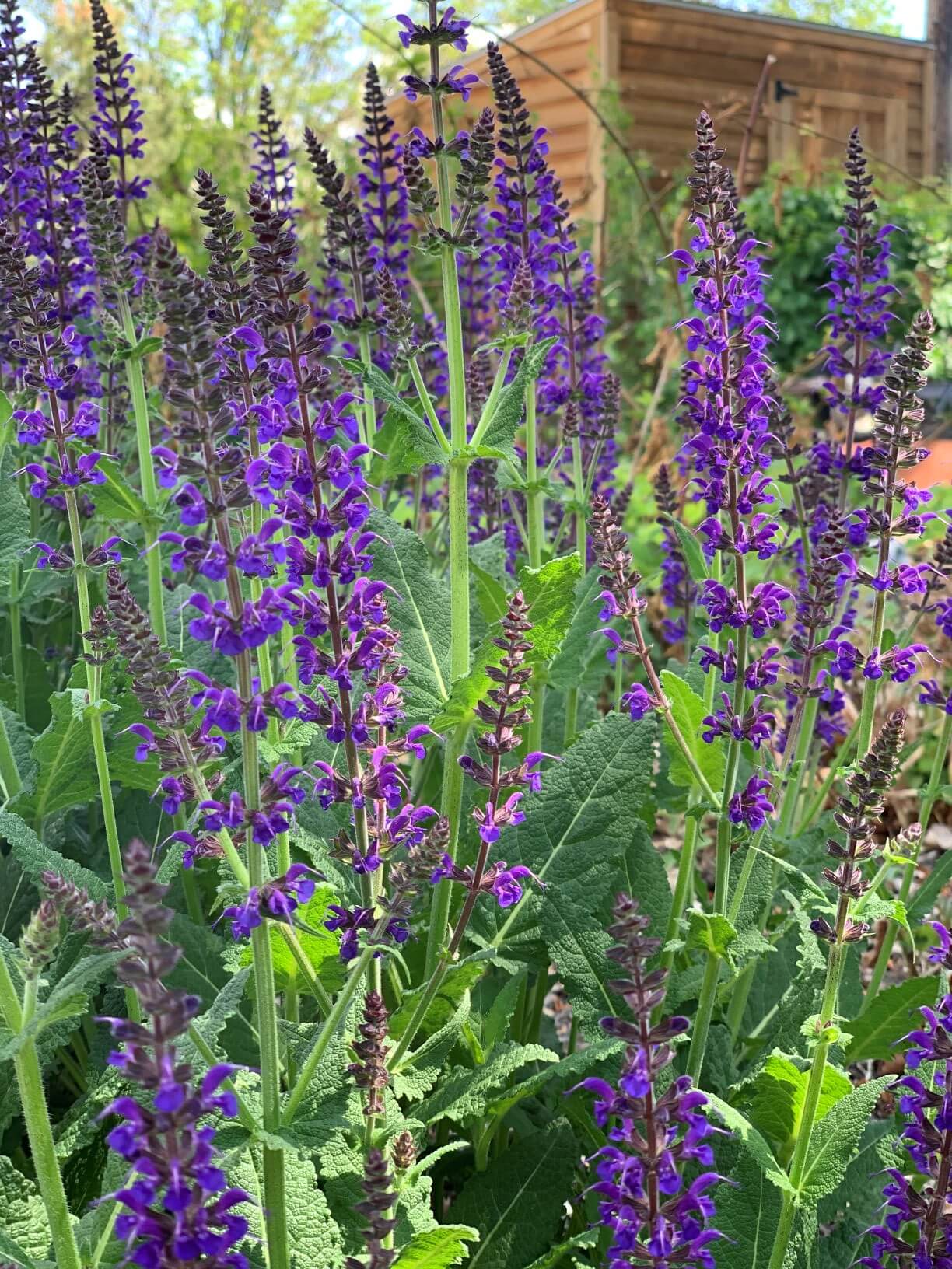 close up of a purple Salvia plant with a wooden shed in the background.