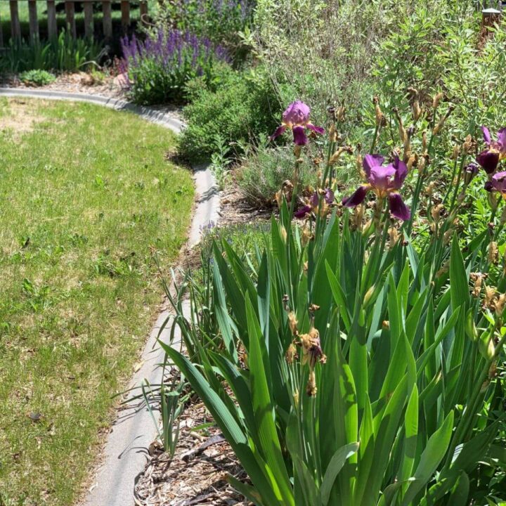 yard with grass, concrete edging, garden shrubs and flowers packed together